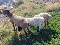 Widder, Arashan sheep — Foto 2