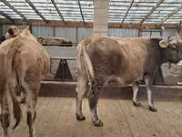 गाय, Swiss cattle — फ़ोटो 7