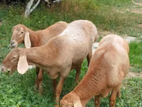 Schaf, Arashan sheep — Foto 1