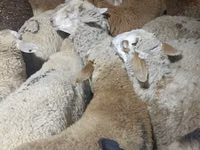 كبش, الأغنام — الصورة 3