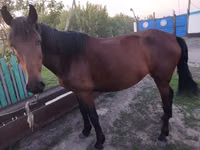Yegua, Caballos — foto 2