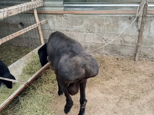 Widder, Arashan sheep — Usbekistan