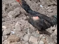 Chickens — Foto 2