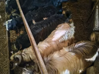 山羊（批次，未指定性别）, Goats — 照片 2