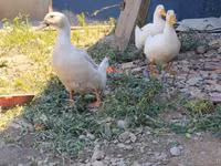 Hausente — Foto 1