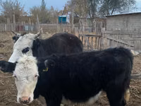 Cow, Latvian Blue cattle — photo 3