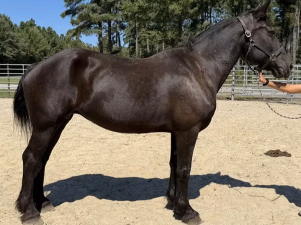Stute, Percheron