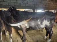 母牛, Simmental cattle — 照片 4