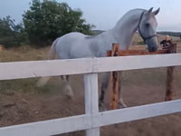 Stute, Orlov Trotter — Foto 5