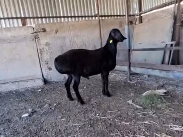 公羊, Sheep