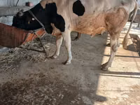 Bulle, Russian Black pied cattle — Foto 5