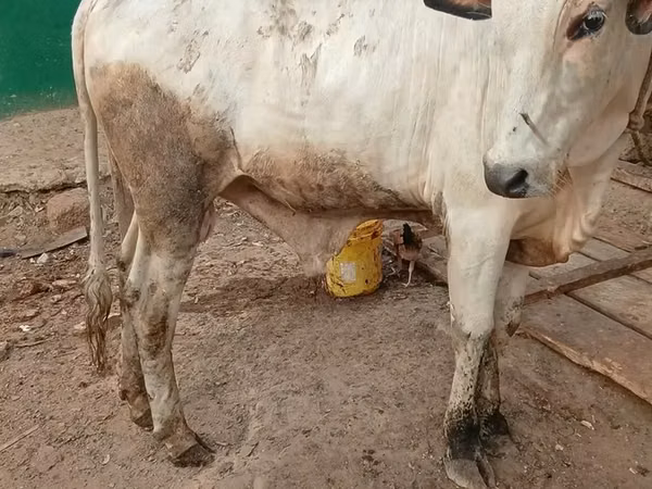सांड, मवेशी