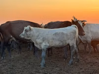 Rinder (Partie, Geschlecht nicht angegeben), Swiss cattle — Foto 2