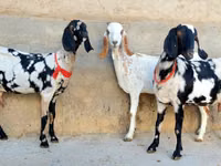 Ziege, Beetal goats — Foto 4