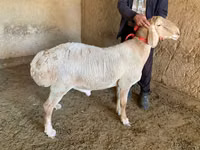 Widder, Arashan sheep — Foto 3