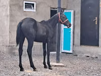 Caballo, Thoroughbred horse — foto 1