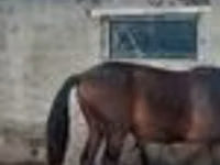 Caballo, Caballos — foto 4