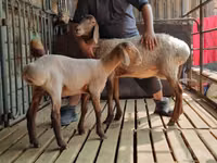 Қой, Arashan sheep — 6-сурет
