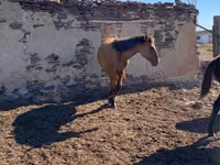 Hengst, Mugalzhar horse — Foto 2