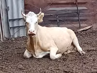 بقرة, Latvian Blue cattle — الصورة 6