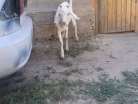 تيس, Nubian Goat — الصورة 8