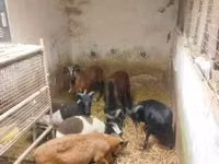 भेड़, Cameroon sheep — फ़ोटो 4