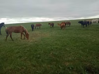 Stute, Kazakh horse — Foto 8