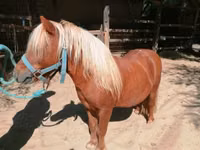 Caballo, Shetland Pony — foto 2
