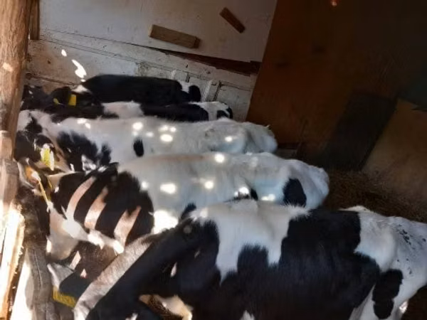 Bulle, Russian Black pied cattle