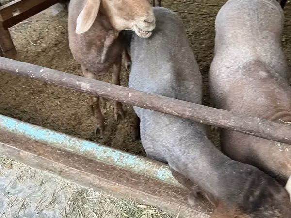 Кочкор, Койлор — Өзбекстан