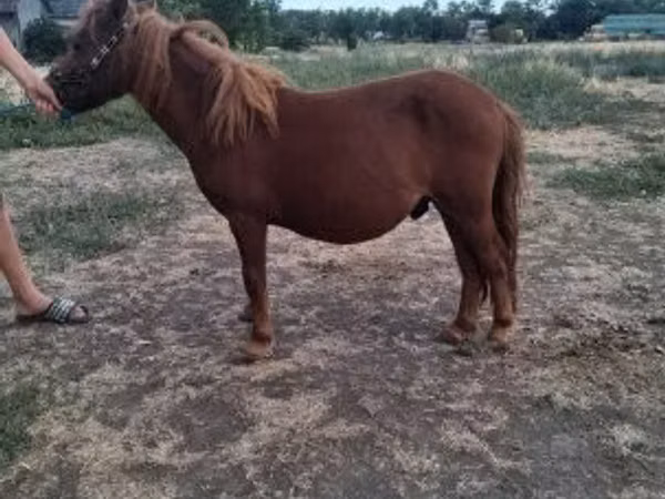 Hengst, Miniature horse
