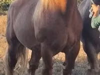 公马, Horses — 照片 3