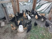 Chickens — Foto 4