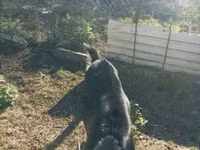 母山羊, Goats — 照片 4