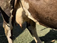 Sigir, Swiss cattle — 2-rasm