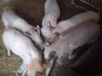 Boar, Pigs — photo 4