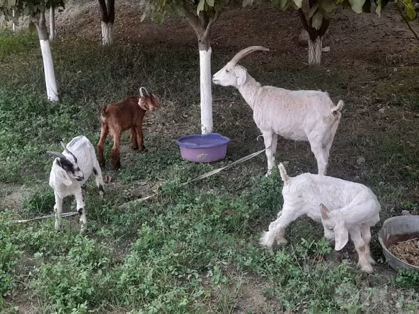 Cabra, Alpine goat