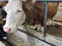 Kuh, Simmental cattle — Foto 5