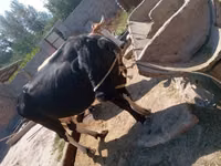 母牛, Cattle — 照片 1