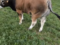 ثور, Partenaise cattle — الصورة 7