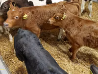 Bull, Limousin cow — photo 1