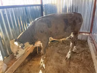 公牛, Kazakh White-headed cow — 照片 1