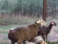 Кочкор, Арашан — сүрөт 3