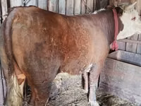 Hengst, Horse breed — Foto 1