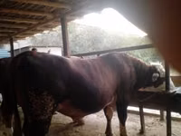 Бұқа, Simmental cattle — 6-сурет
