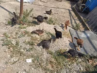Chickens — Foto 3