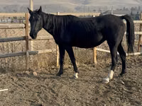 Mare, Russian Don — photo 2