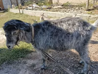 Cabra, Cabras — foto 2