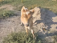 母牛, Cattle — 照片 3