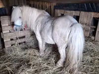 Caballo, Caballos — foto 3